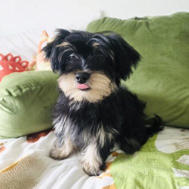 Roxy: femelle noir et tan à 1995$