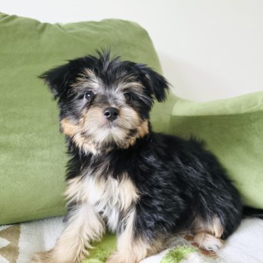 Winny: Mâle noir et tan à 2250$