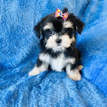Maisy: Femelle à 2650 $